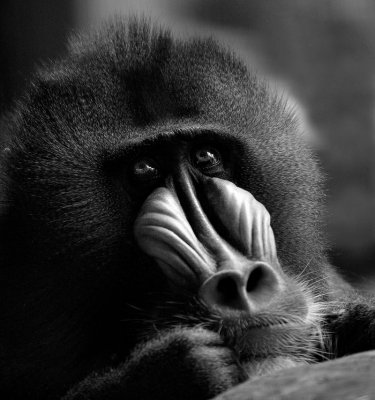 Deep In Thought B+W