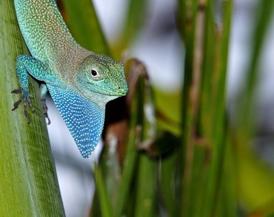 Male Caymanian Anole (Anolis conspersus) 2