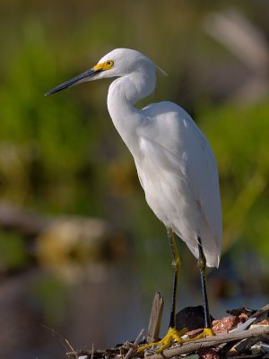 Snowy Egret (Egretta thula) 29