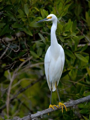 Snowy Egret (Egretta thula) 30