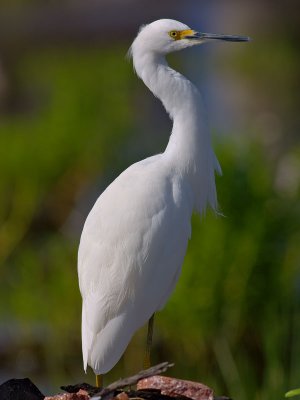 Snowy Egret (Egretta thula) 31
