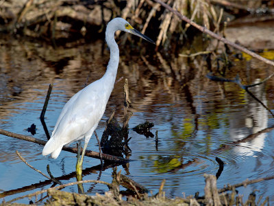 Snowy Egret (Egretta thula) 32