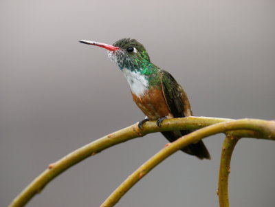 Amazalia Hummingbird 1