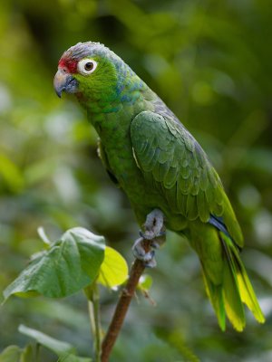 Mealy Parrot (Amazonia farinosa chapmani) 3