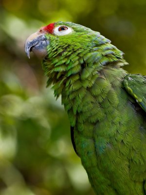 Mealy Parrot (Amazonia farinosa chapmani) 2