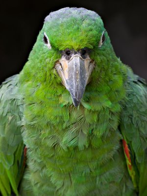 Mealy Parrot (Amazonia farinosa chapmani) 1