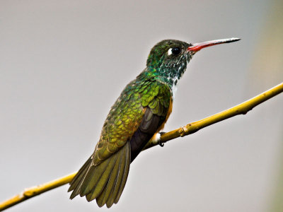 Amazalia Hummingbird 2