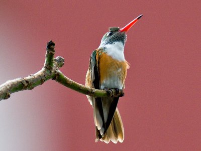 Amazalia Hummingbird 3