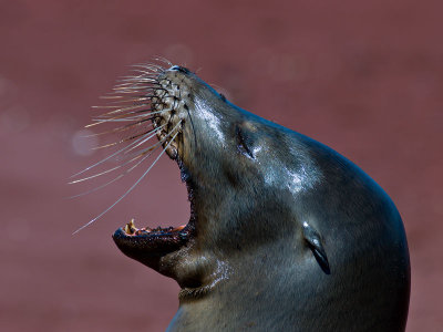 Female Galpagos Sea Lion (Zalophus californianus) 2