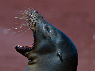 Female Galpagos Sea Lion (Zalophus californianus) 3
