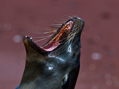 Female Galpagos Sea Lion (Zalophus californianus) 5