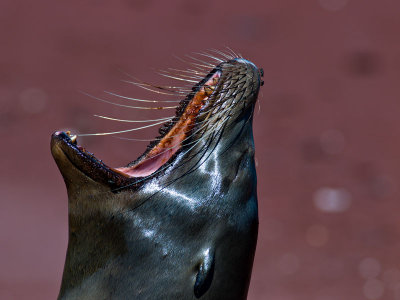 Female Galpagos Sea Lion (Zalophus californianus) 6