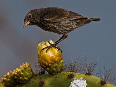 Cactus Finch (Geospiza scandens scandens) 5
