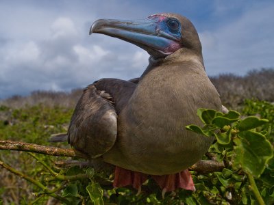Red Footed Booby (Sula sula)