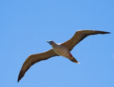 Red Footed Booby (Sula sula) 2