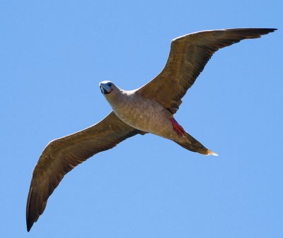 Red Footed Booby (Sula sula) 3