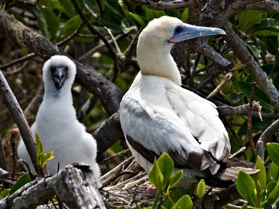 Red Footed Booby and Chic (Sula sula)