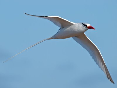 Red-billed Tropicbird (Phaethon aethereus)