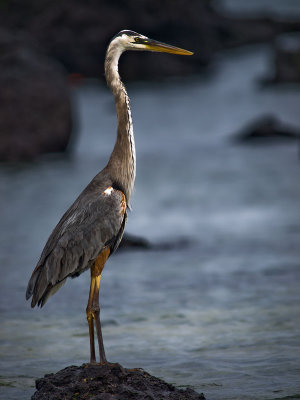 Great Blue Heron (Ardea herodias cognata) 2