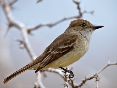 Galpagos (Large-billed) Flycatcher - (Myiarchus magnirostris) 1