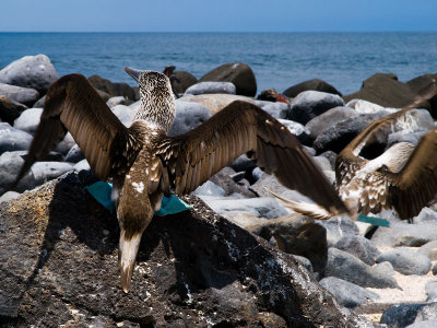 Blue-footed Booby Skirmish (Sula nebouxii) 6