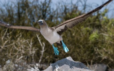 Blue-footed Booby (Sula nebouxii) 1