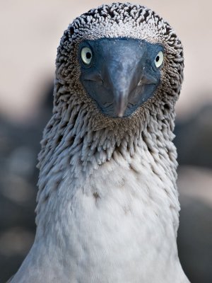 Blue-footed Booby (Sula nebouxii) 2