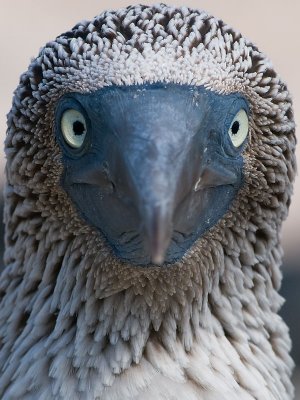 Blue-footed Booby (Sula nebouxii) 3