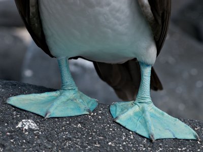 Blue-footed Booby Feet (Sula nebouxii)