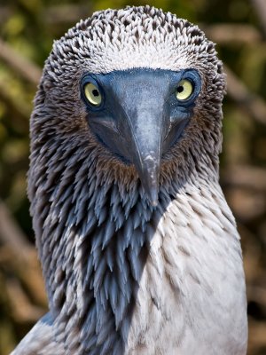 Blue-footed Booby (Sula nebouxii) 4