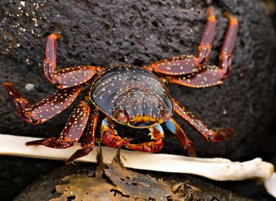 Sally Lightfoot Crab (Grpsus grapsus) 1