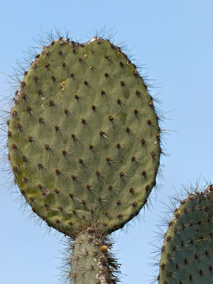 Opuntia Cactus