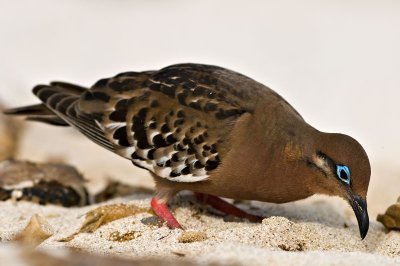 Galpagos Dove (Zenaida galapagoensis) 2