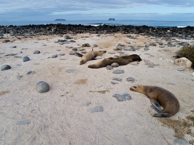 Female Galpagos Sea Lions Lounging (Zalophus californianus)