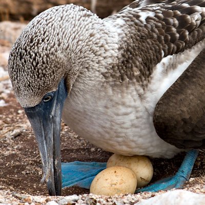 Blue-footed Booby Nesting (Sula nebouxii) 1