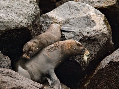 Female Galpagos Fur Seal and Pup (Arctocephalus galapagoensis) 3