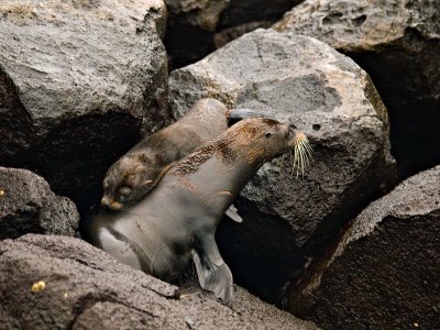 Female Galpagos Fur Seal and Pup (Arctocephalus galapagoensis) 2