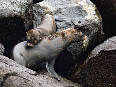 Female Galpagos Fur Seal and Pup (Arctocephalus galapagoensis) 1