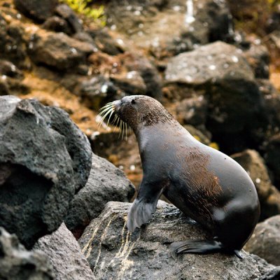 Galpagos Fur Seal Pup (Arctocephalus galapagoensis)