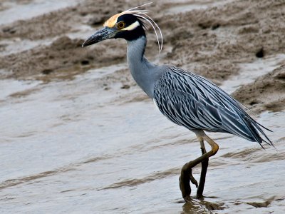 Yellow-crowned Night Heron 2