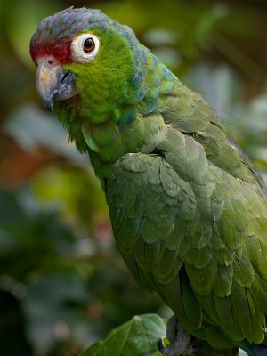 Mealy Parrot (Amazonia farinosa chapmani) 4