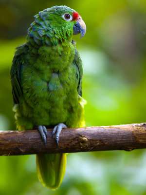 Mealy Parrot (Amazonia farinosa chapmani)