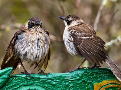 Galpagos Mockingbirds (Nesomimus parvulus) 4
