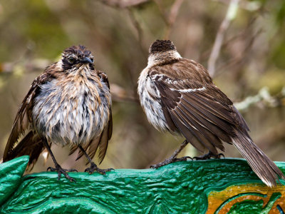 Galpagos Mockingbirds (Nesomimus parvulus) 3