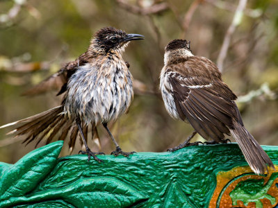 Galpagos Mockingbirds (Nesomimus parvulus) 2
