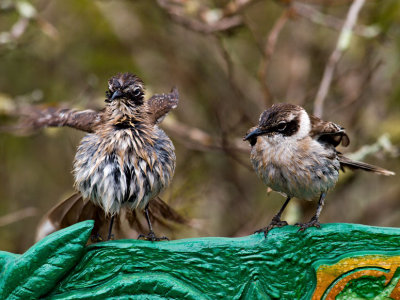 Galpagos Mockingbirds (Nesomimus parvulus) 1