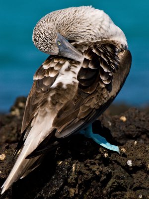 Blue-footed Booby (Sula nebouxii) 6