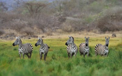 Bogoria