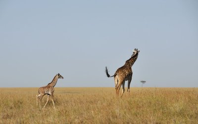 Masai-Mara B