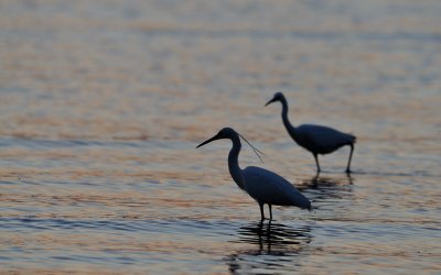 Aigrette gazette